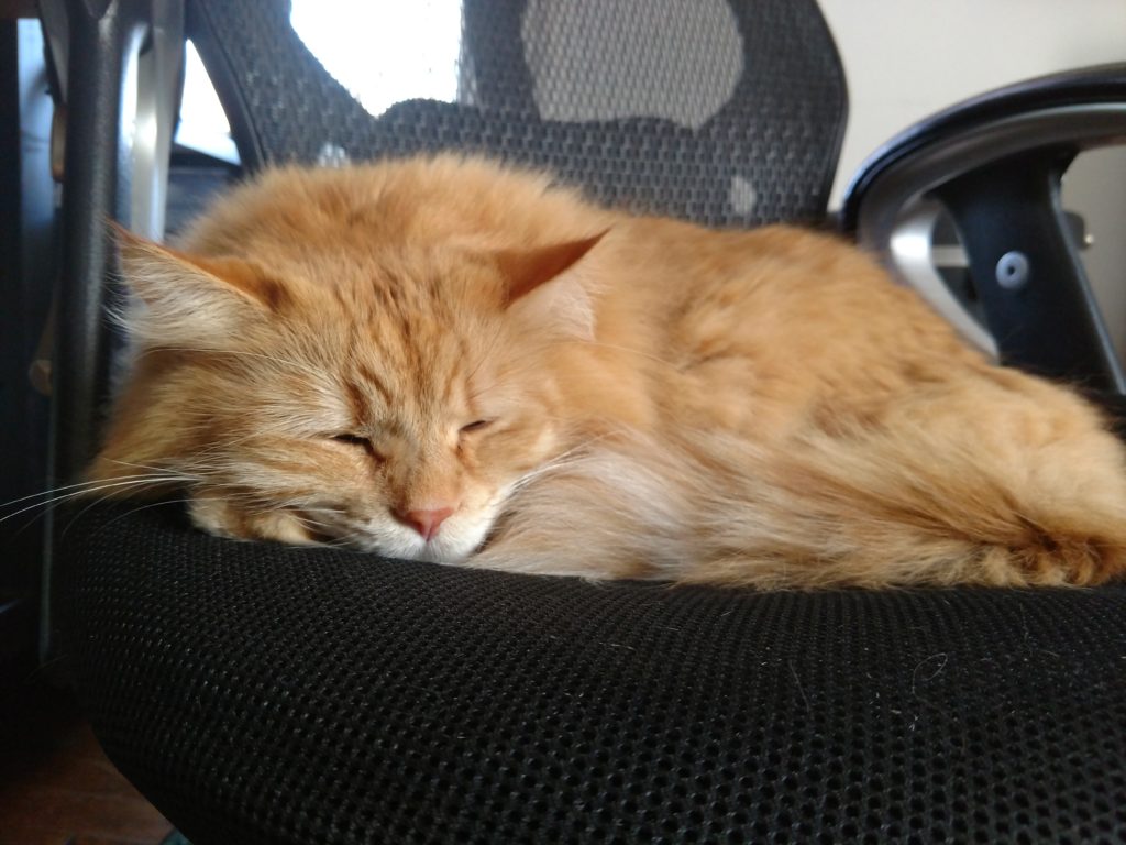 Floof sleeping in office chair